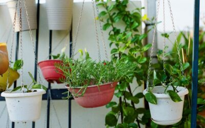 T4U vs Bloem Hanging Planter: Detailed Comparison for 2026