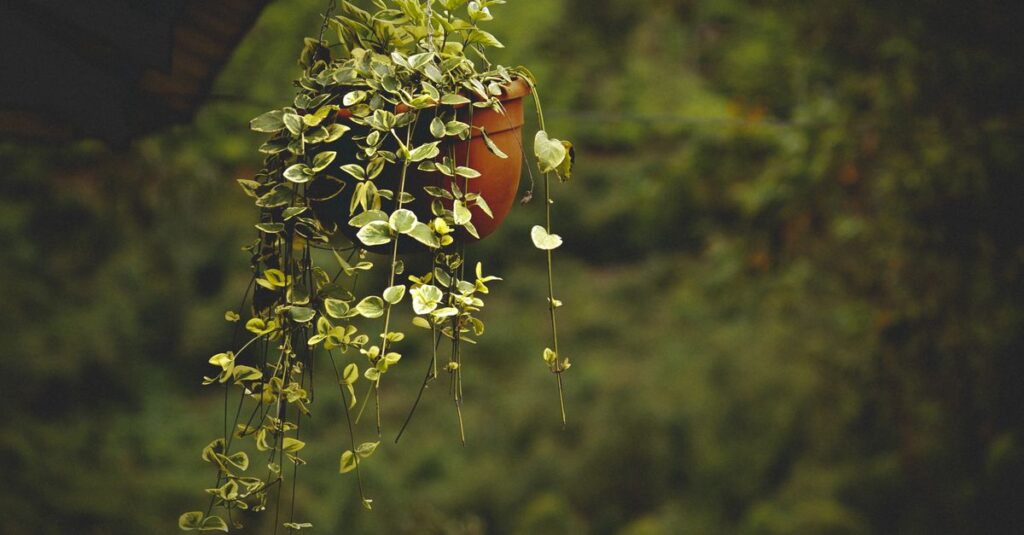 A vibrant hanging plant in a terracotta pot against a lush green backdrop.