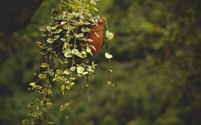 T4U vs Bloem Hanging Planter Showdown for 2026: Style vs Simplicity