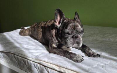 Nectar Mattress Topper Review: BedStory Firm 3-Inch Support in 2026