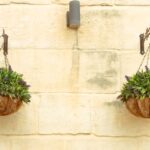 Two hanging baskets with green foliage and purple flowers on a stone wall.