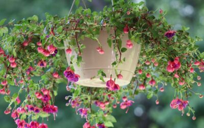 Classic Home and Garden Hanging Planter Review 2026: Honest Look