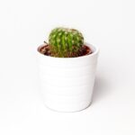 cheaper alternatives to the T4U indoor plant pot