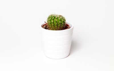 Cheaper Alternatives to T4U Indoor Plant Pot for Stylish Homes in 2026