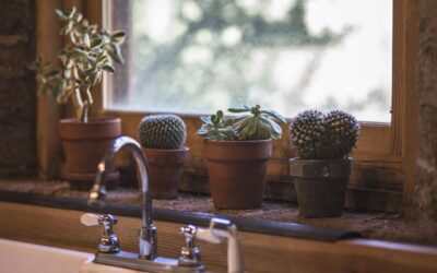 How to Clean a Indoor Plant Pot Properly: Step-by-Step Guide for 2026