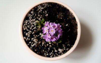 Mkono Indoor Plant Pot Alternatives for Modern Homes in 2026
