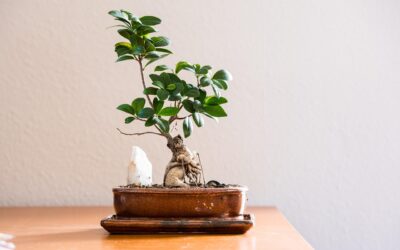 Bloem vs Classic Home and Garden Indoor Plant Pot Compared for 2026