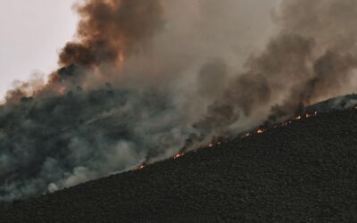 Best Air Purifier for Wildfire Smoke and Seasonal Allergies Guide 2026