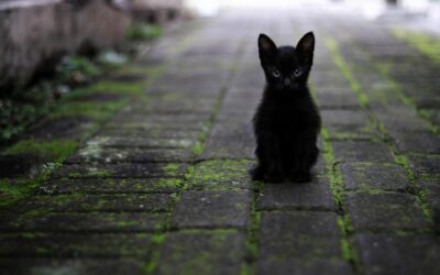 10 Best Self-Emptying Robot Vacuums for Pet Hair in 2026